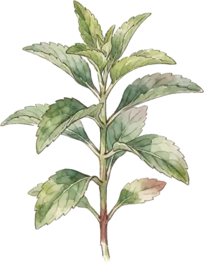 Stevia