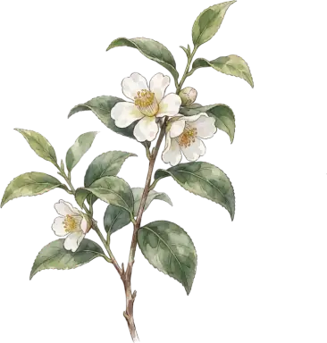 Tea Plant
