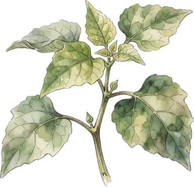 Tomatillo
