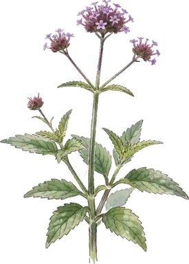 Tall Verbena