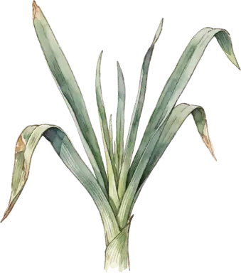 Egyptian Walking Onion