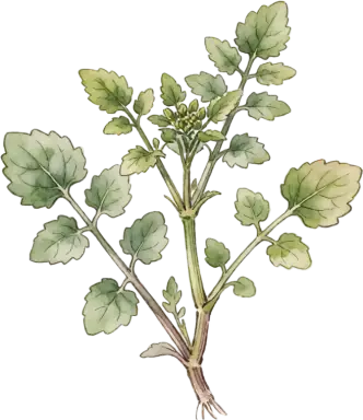 Watercress