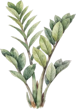 ZZ Plant