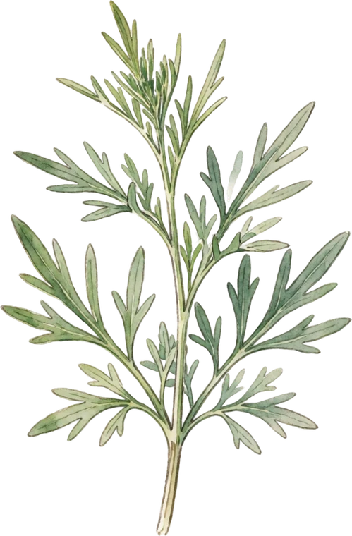 Botanical illustration of French Tarragon