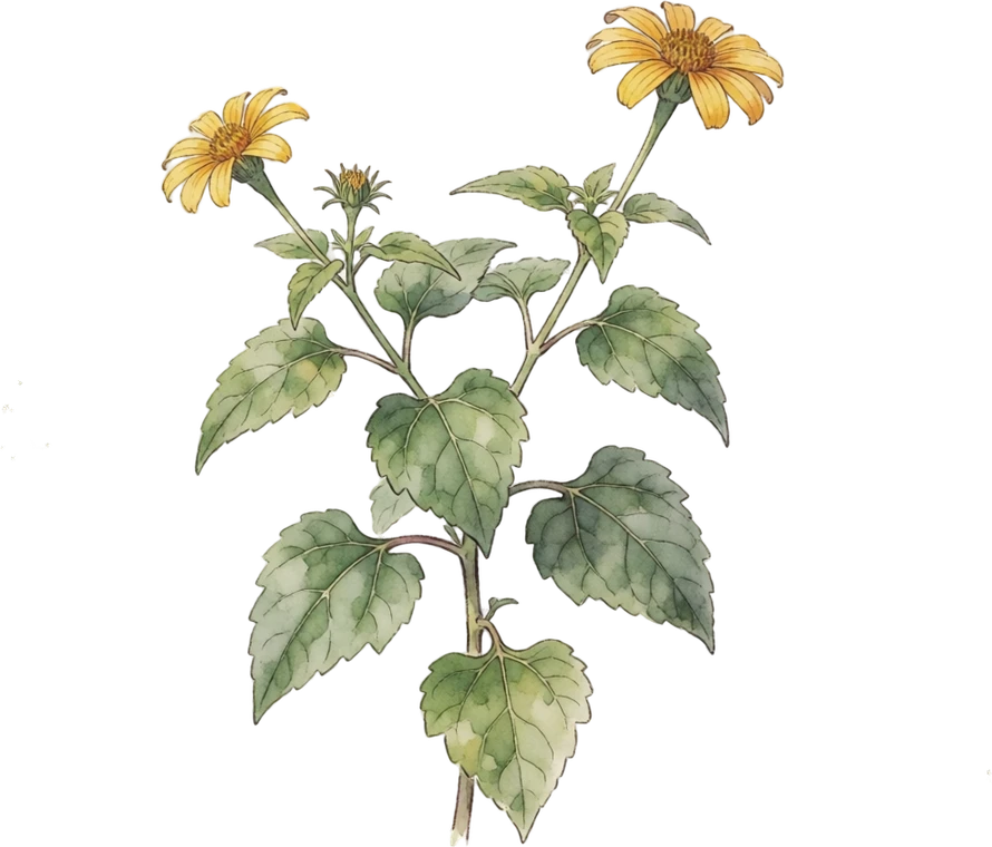 Botanical illustration of Mexican Sunflower (Tithonia)
