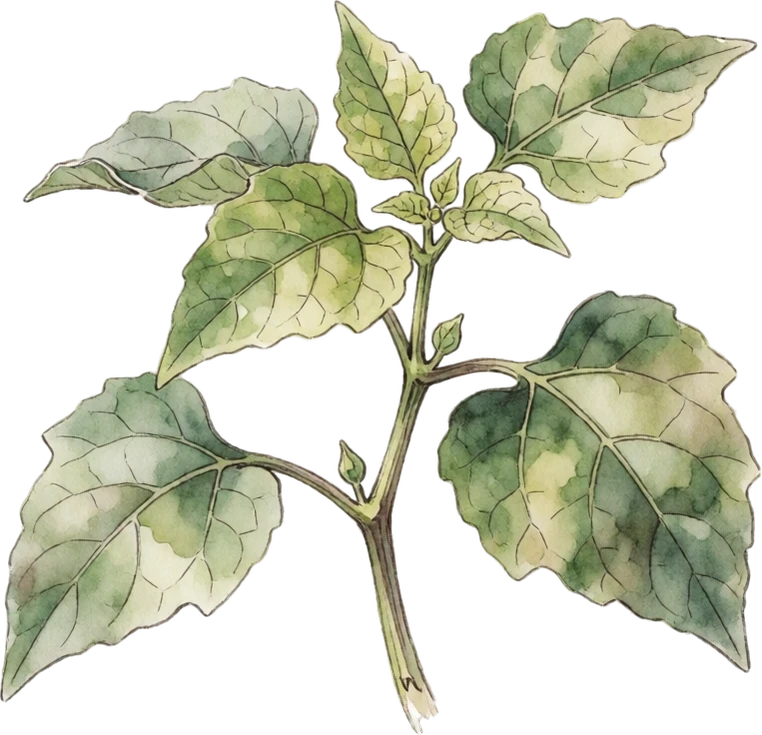 Botanical illustration of Tomatillo