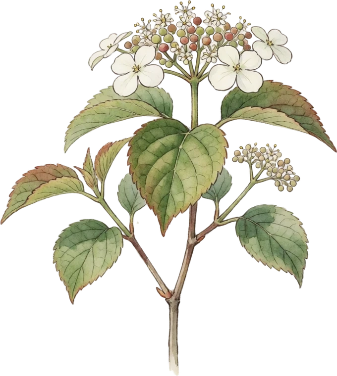 Botanical illustration of Arrowwood Viburnum