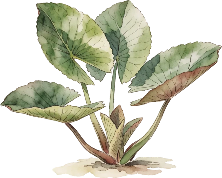 Botanical illustration of Water Lily