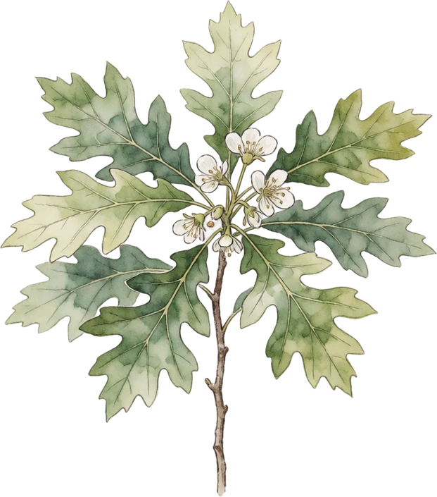 Botanical illustration of Oak