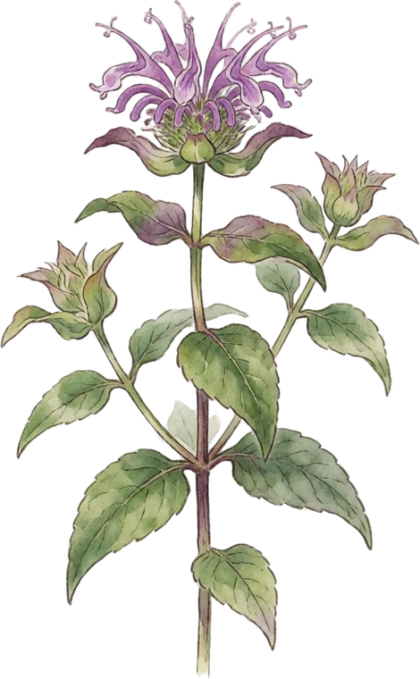 Botanical illustration of Wild Bergamot