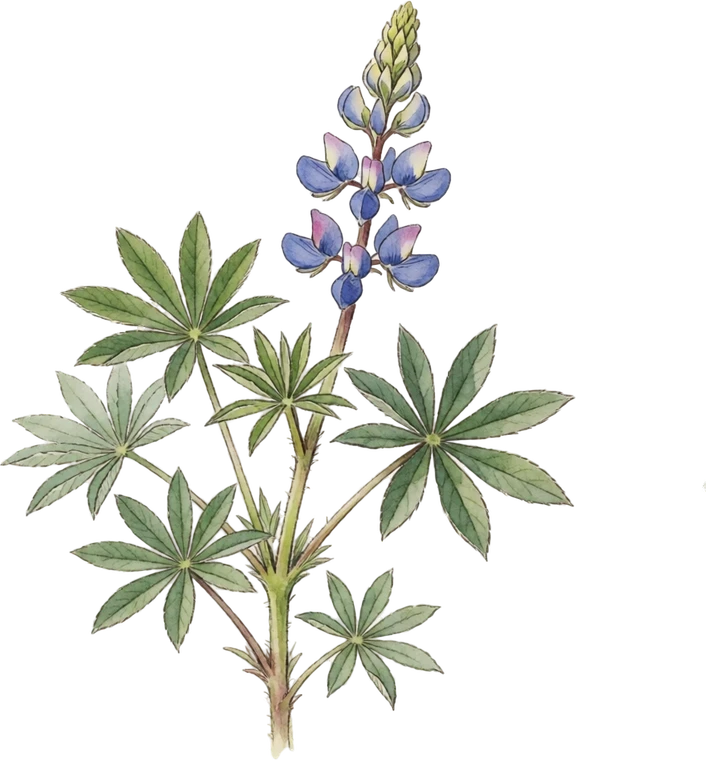 Botanical illustration of Wild Lupine
