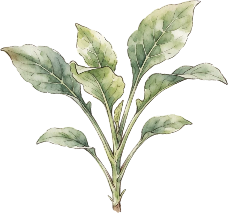 Botanical illustration of Yacon