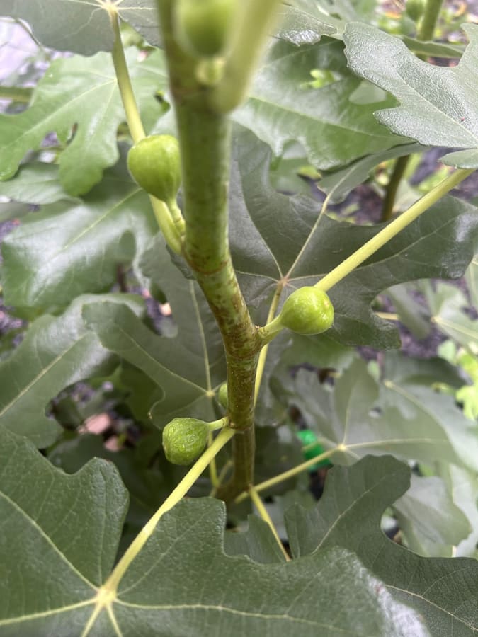 Figs ripening on the tree at the farm
