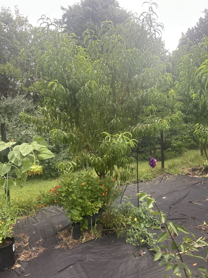 Maturing fruit trees through the food forest