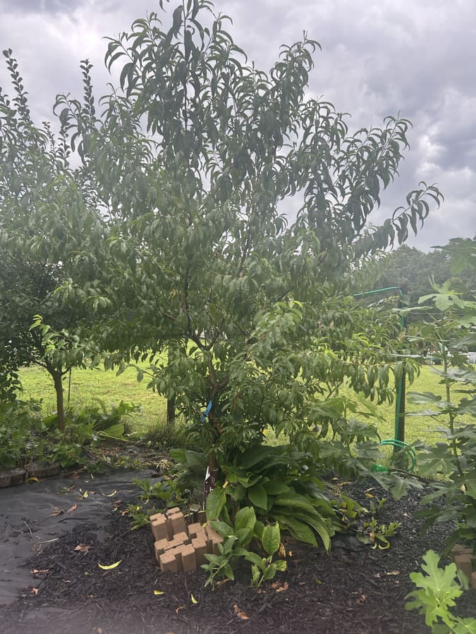 The peach tree guild on the farm, ringed with companions
