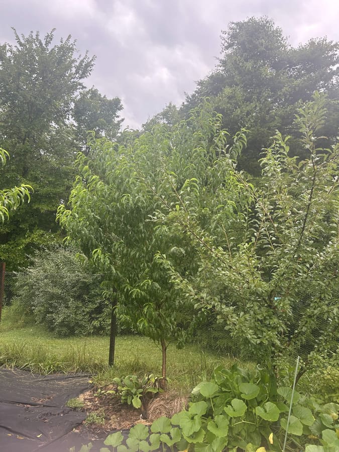 Young fruit trees rising through the layered food forest