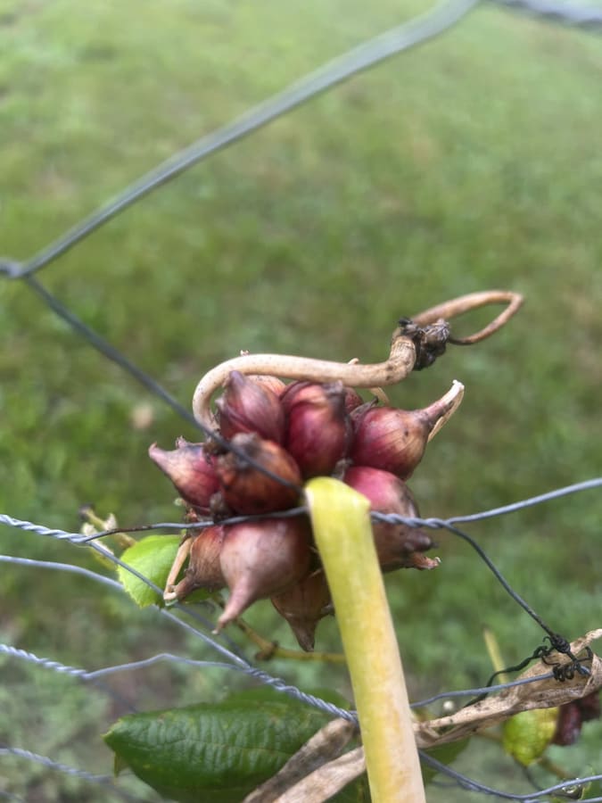 A cluster of walking onion topset bulbils grown on the farm