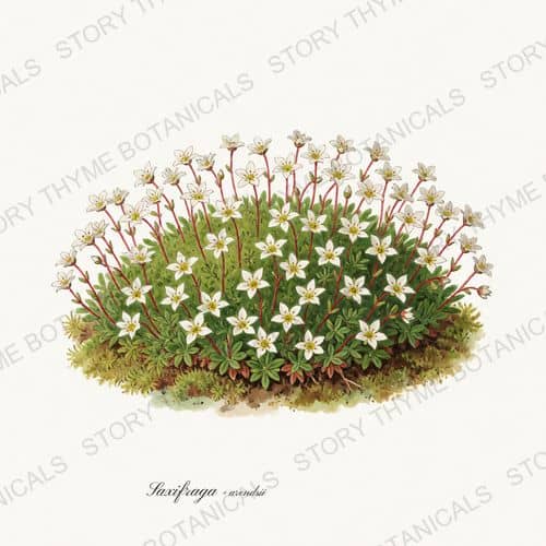 Saxifrage — Alpine & Rock Garden print on a white ground