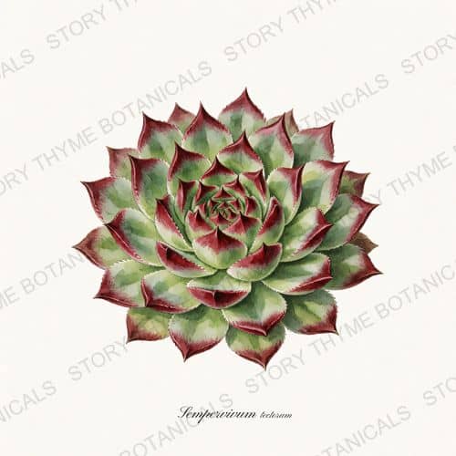 Houseleek — a print from the Alpine & Rock Garden collection