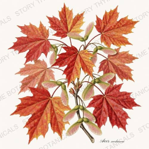 Sugar Maple — Autumn Foliage print on a white ground
