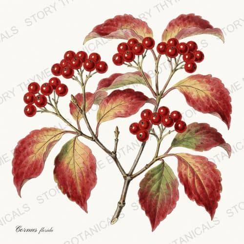 Dogwood — a print from the Autumn Foliage collection