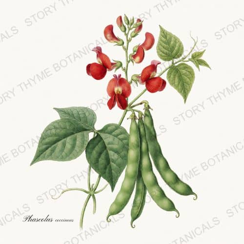 Scarlet Runner — Beans & Legumes print on a white ground