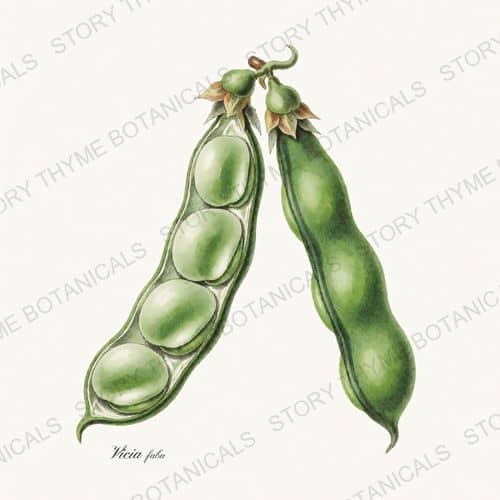 Fava — a print from the Beans & Legumes collection