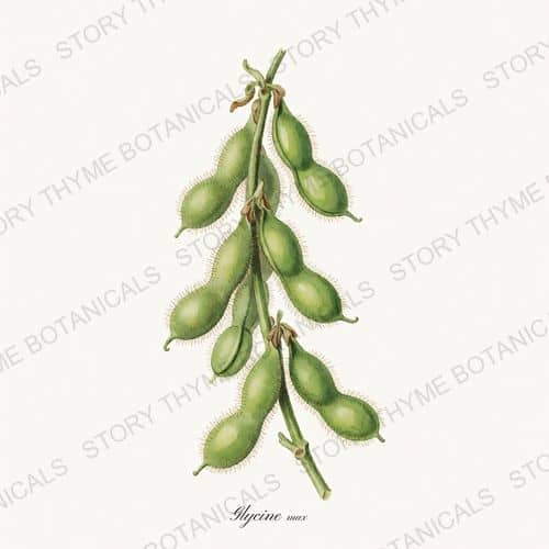 Soybean — a print from the Beans & Legumes collection
