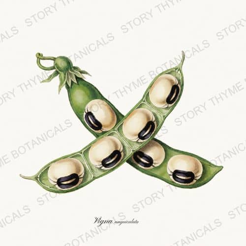 Black Eyed Pea — a print from the Beans & Legumes collection