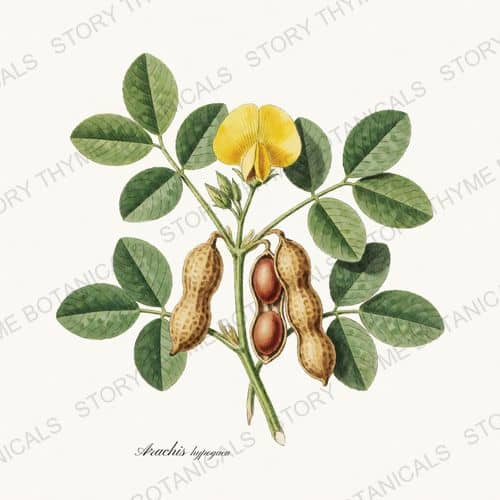 Peanut — a print from the Beans & Legumes collection