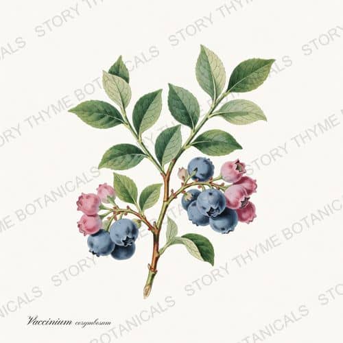 Blueberry — Berry Plants print on a white ground