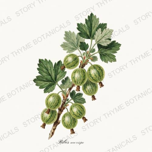 Gooseberry — a print from the Berry Plants collection