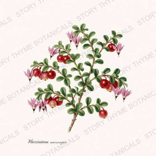 Cranberry — a print from the Berry Plants collection
