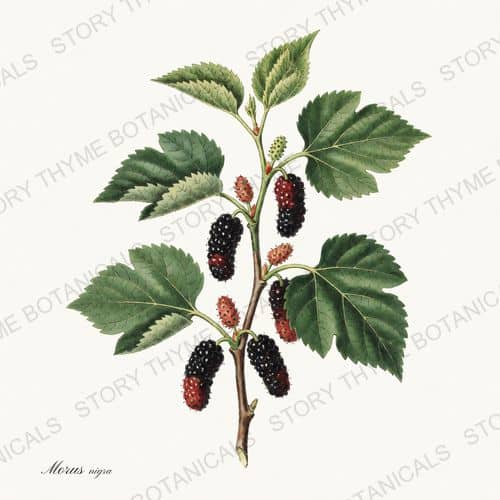 Mulberry — a print from the Berry Plants collection
