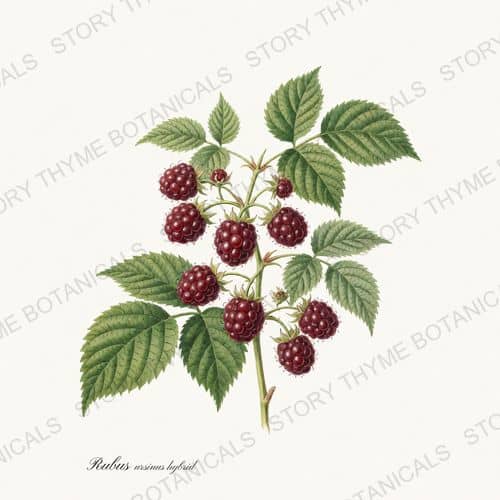 Boysenberry — a print from the Berry Plants collection