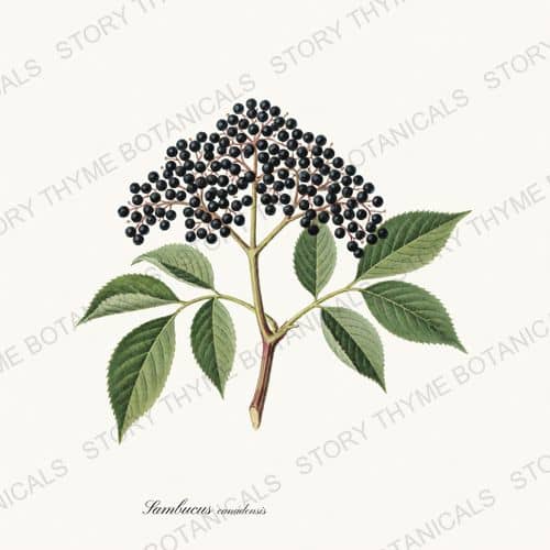 Elderberry — a print from the Berry Plants collection