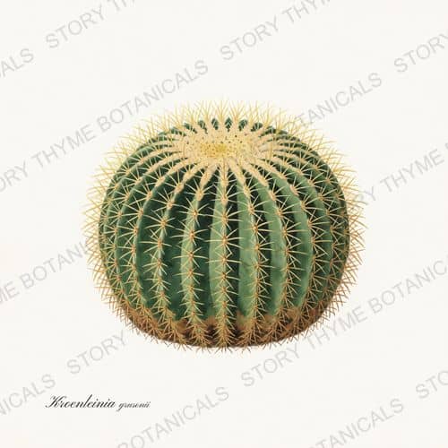 Golden Barrel — Cacti Vol. 2 print on a white ground