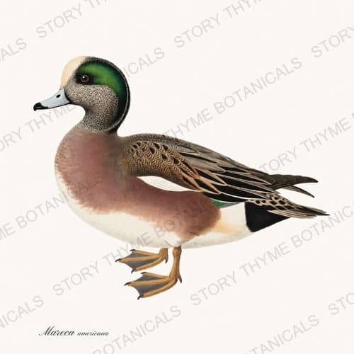 American Wigeon — The Duck Blind print on a white ground