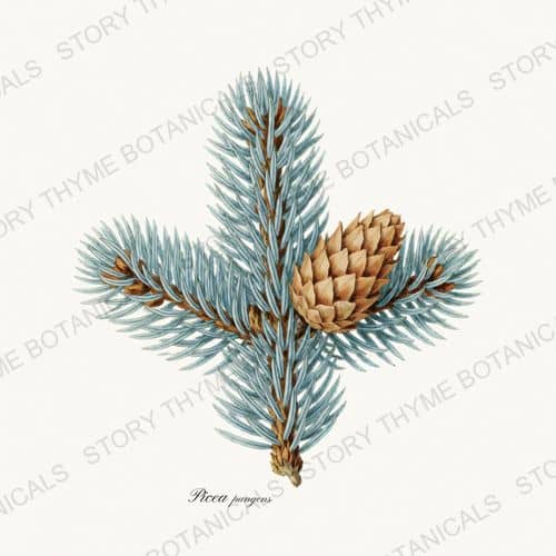 Blue Spruce — Evergreens print on a white ground