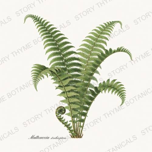 Ostrich Fern — Ferns & Fronds print on a white ground