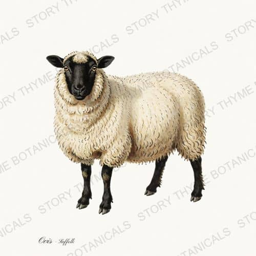 Suffolk Sheep — Flock & Fold print on a white ground