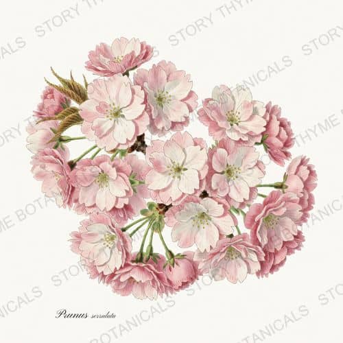 Japanese Cherry — a print from the Flowering Trees collection