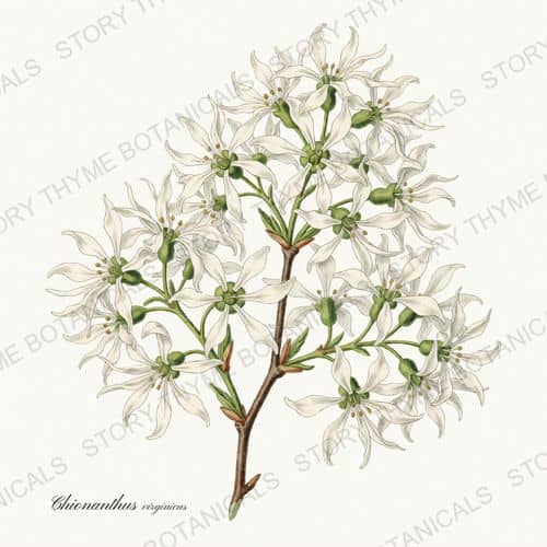 Fringe Tree — a print from the Flowering Trees collection