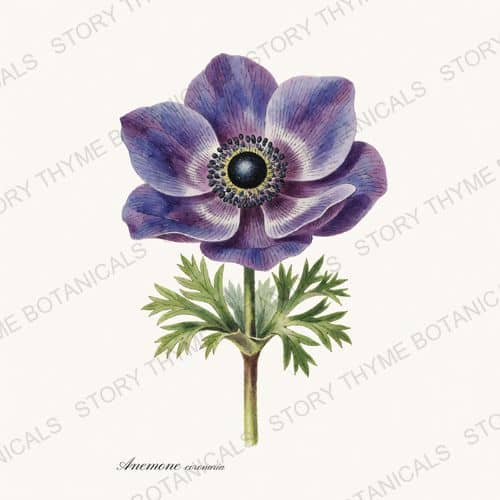 Anemone — a print from the Garden Blooms collection