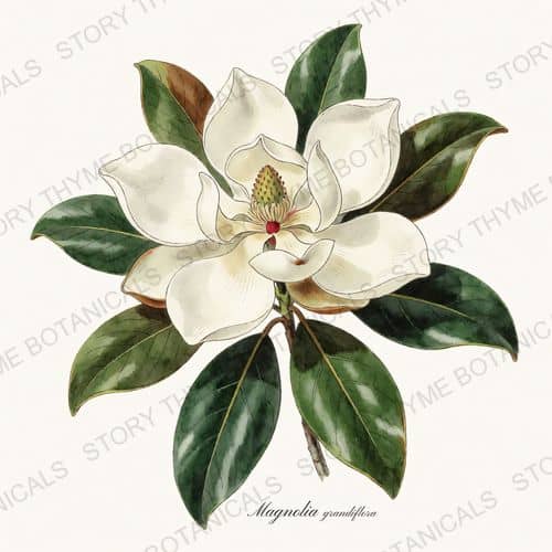 Magnolia — a print from the Garden Blooms collection