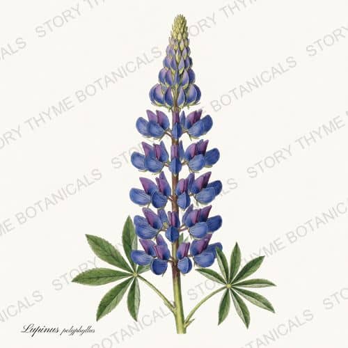 Lupine — a print from the Garden Blooms collection