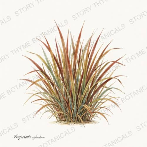 Blood Grass — Ornamental Grasses print on a white ground