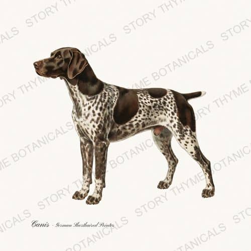 German Shorthaired Pointer — Gun Dogs print on a white ground