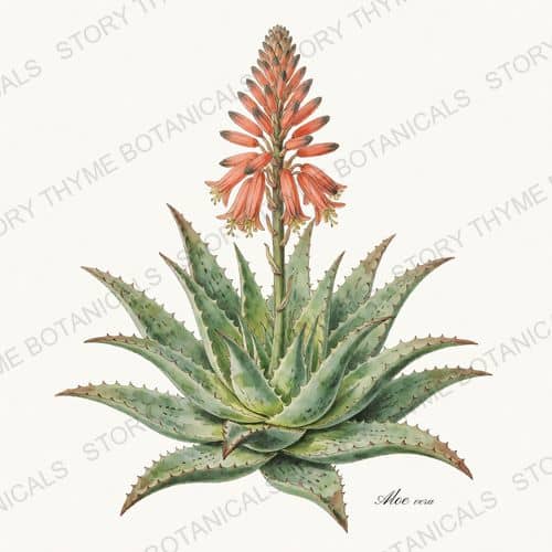 Aloe — a print from the Herbs, Greenery & Desert collection
