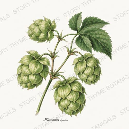 Hops — a print from the Historic Crops collection
